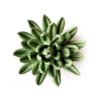 Ceramic Flower Wall Decor